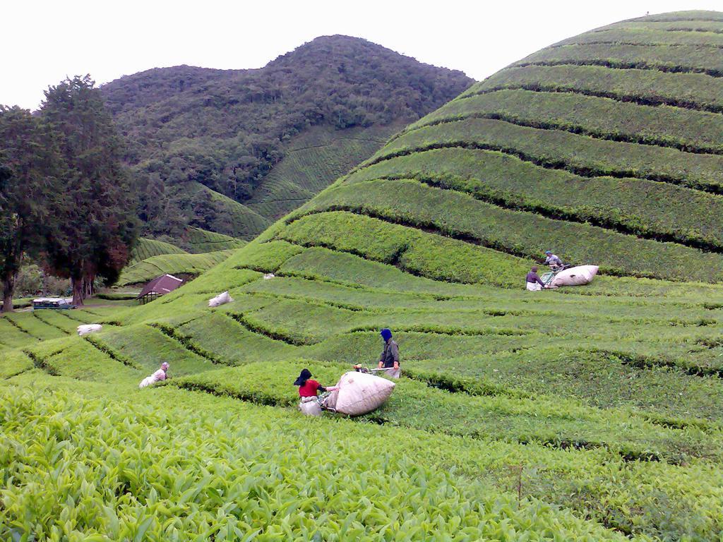 Hillview Inn Cameron Highlands Extérieur photo